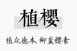 植樱名字的寓意及含义