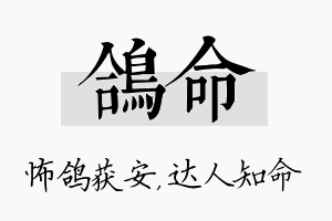 鸽命名字的寓意及含义