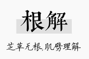 根解名字的寓意及含义