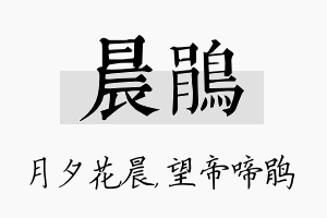 晨鹃名字的寓意及含义