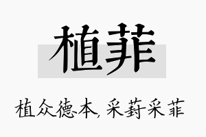 植菲名字的寓意及含义