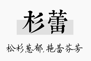 杉蕾名字的寓意及含义