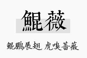 鲲薇名字的寓意及含义