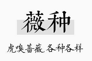 薇种名字的寓意及含义