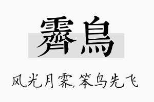 霁鸟名字的寓意及含义