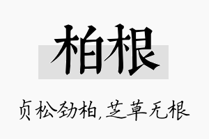 柏根名字的寓意及含义