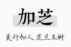 加芝名字的寓意及含义