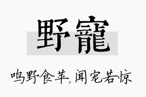 野宠名字的寓意及含义