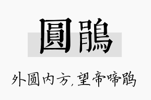 圆鹃名字的寓意及含义