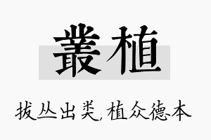 丛植名字的寓意及含义