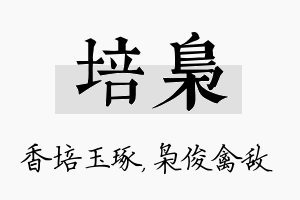 培枭名字的寓意及含义