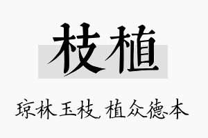 枝植名字的寓意及含义