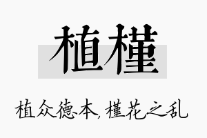 植槿名字的寓意及含义