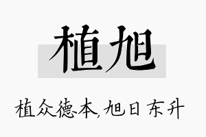 植旭名字的寓意及含义