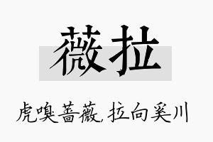 薇拉名字的寓意及含义