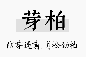 芽柏名字的寓意及含义