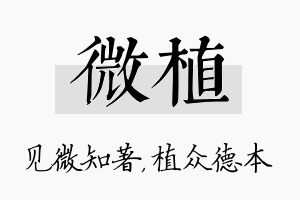 微植名字的寓意及含义