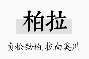 柏拉名字的寓意及含义