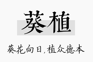 葵植名字的寓意及含义