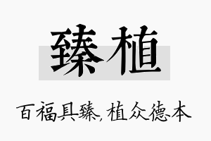 臻植名字的寓意及含义