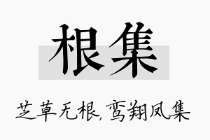 根集名字的寓意及含义