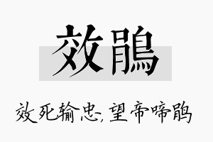 效鹃名字的寓意及含义