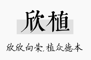 欣植名字的寓意及含义