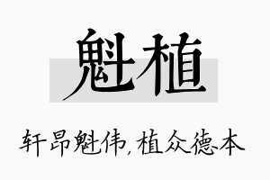 魁植名字的寓意及含义