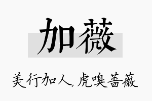 加薇名字的寓意及含义