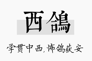 西鸽名字的寓意及含义