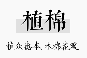 植棉名字的寓意及含义