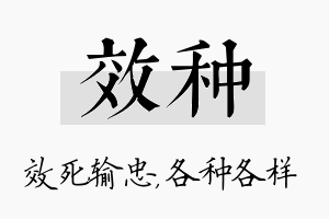 效种名字的寓意及含义