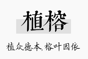 植榕名字的寓意及含义