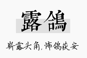 露鸽名字的寓意及含义