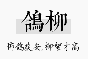 鸽柳名字的寓意及含义