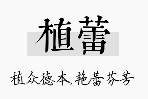 植蕾名字的寓意及含义