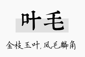 叶毛名字的寓意及含义