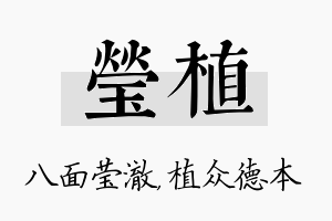 莹植名字的寓意及含义