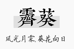 霁葵名字的寓意及含义