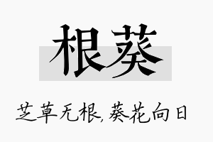 根葵名字的寓意及含义