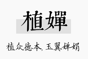 植婵名字的寓意及含义