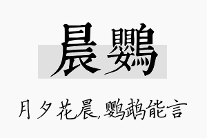 晨鹦名字的寓意及含义