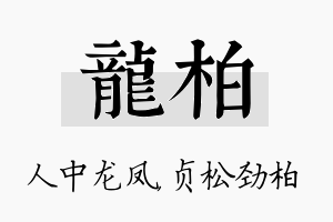 龙柏名字的寓意及含义