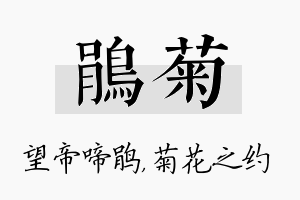 鹃菊名字的寓意及含义