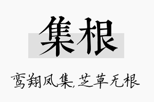 集根名字的寓意及含义