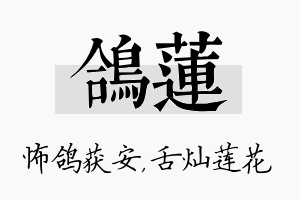 鸽莲名字的寓意及含义