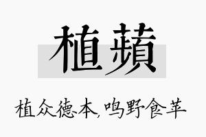 植苹名字的寓意及含义