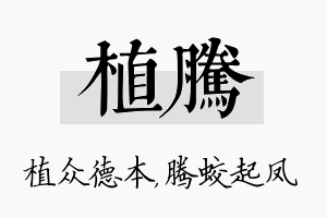 植腾名字的寓意及含义