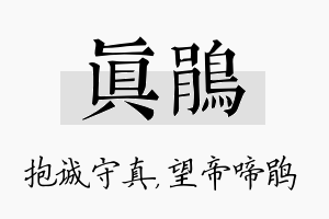 真鹃名字的寓意及含义