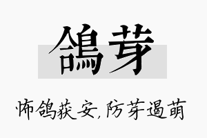 鸽芽名字的寓意及含义